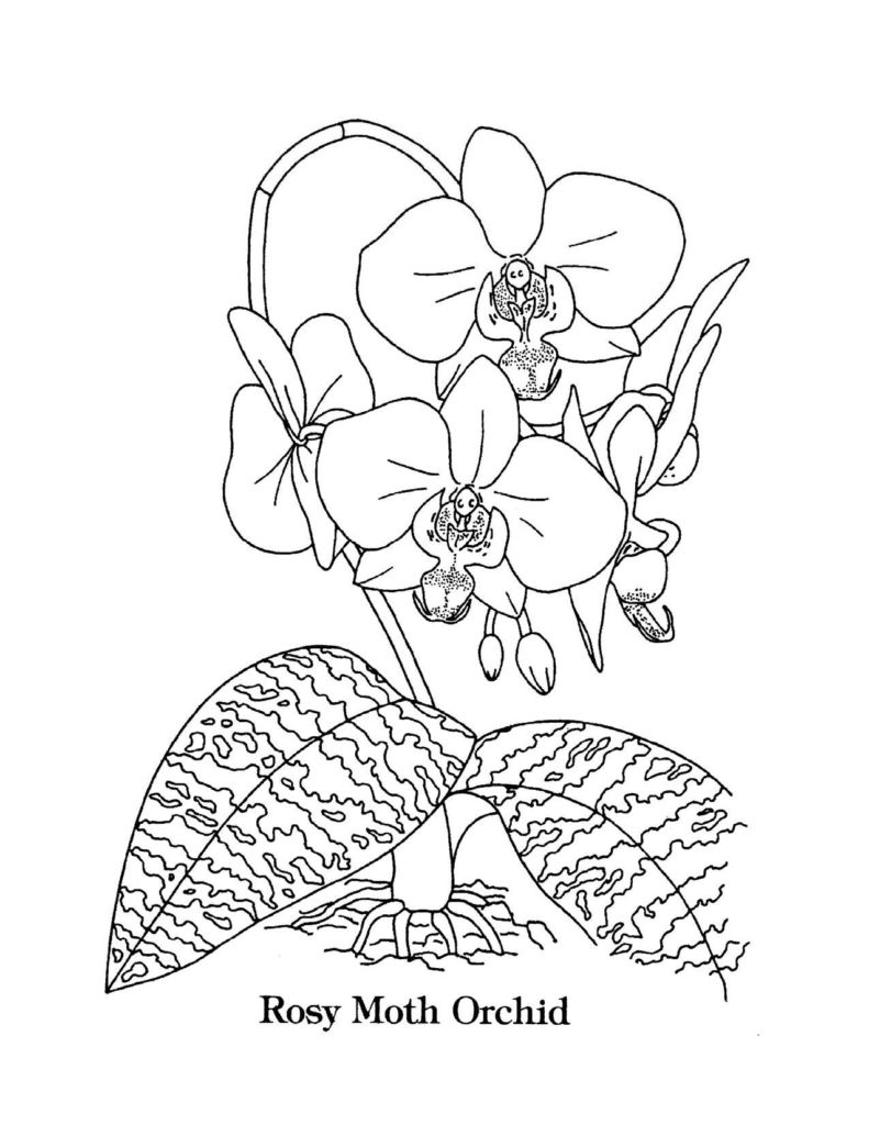 Singapore Coloring Pages Coloring Pages